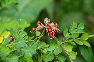 Rosary pea [ASPCA]