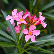 Oleander [HugAPlant]