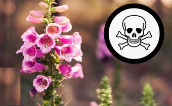 Beautiful plants that can kill you in minutes [YouTube]