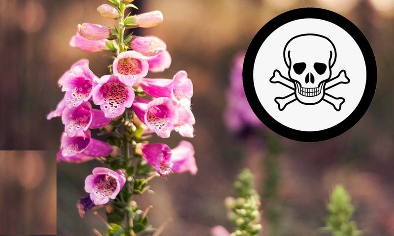 Beautiful plants that can kill you in minutes [YouTube]