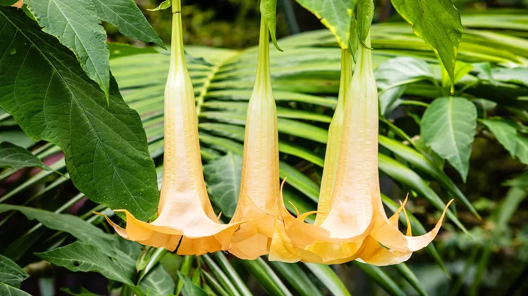 Angel’s trumpet [Healthline]