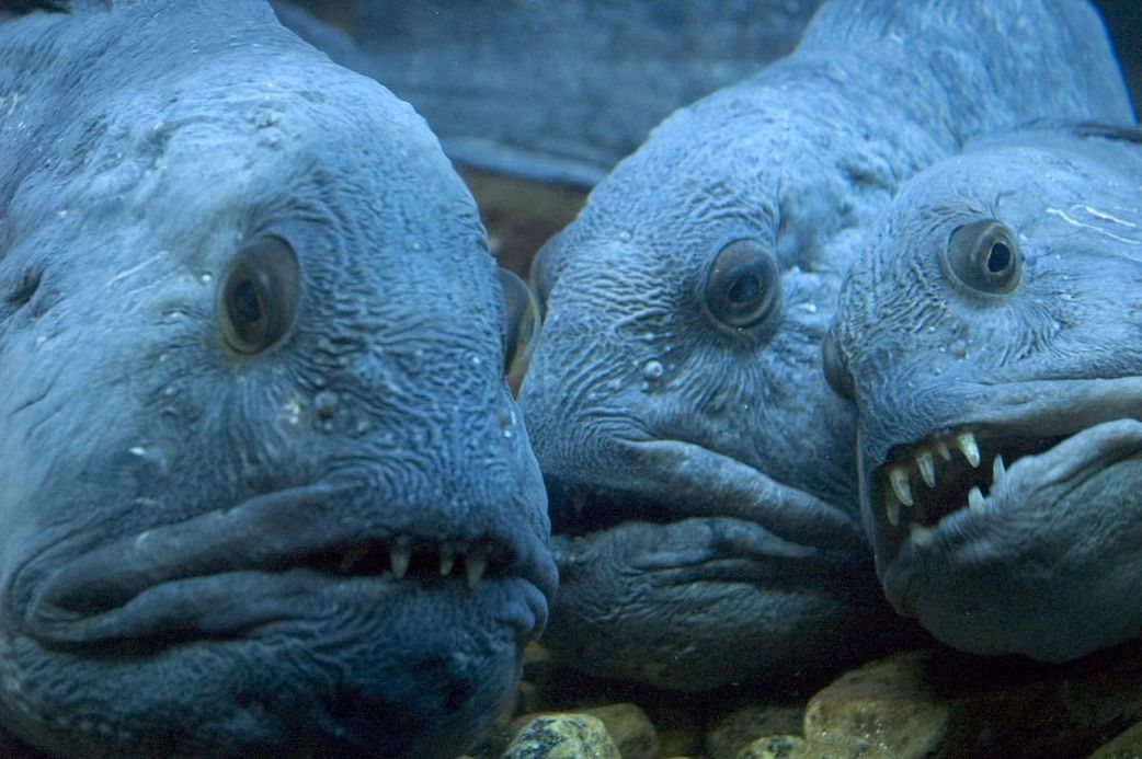 Atlantic wolffish [Pinterest]