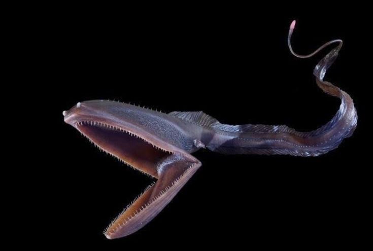 Gulper eel [Pinterest]
