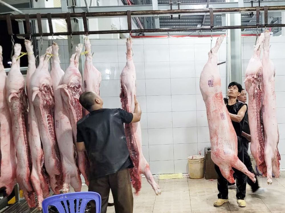 Slaughterhouse worker [AsianAgribiz]