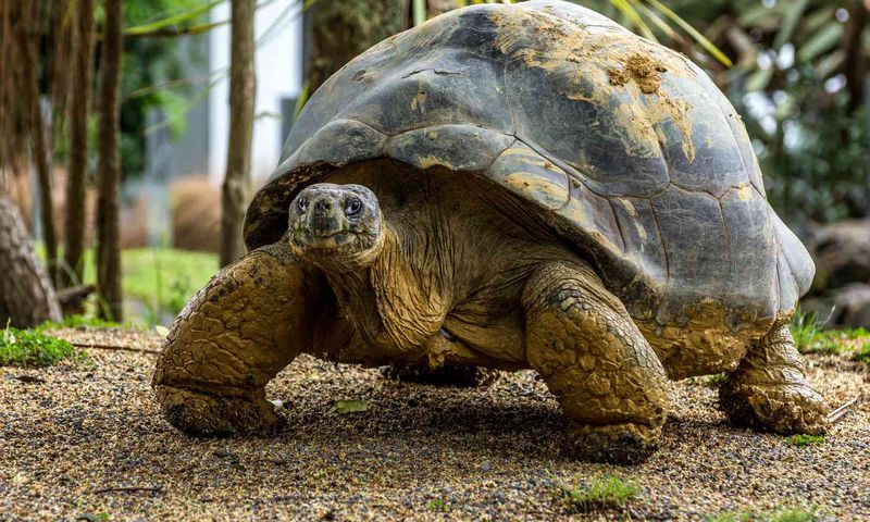 Pets with the longest life spans