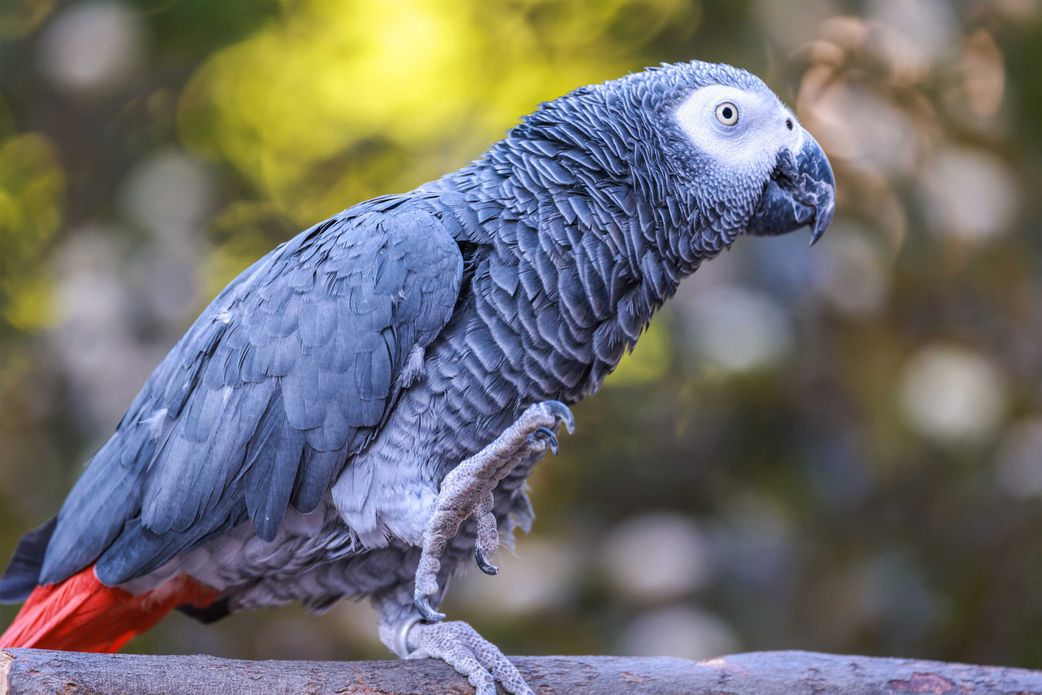 5 pets with the longest life spans