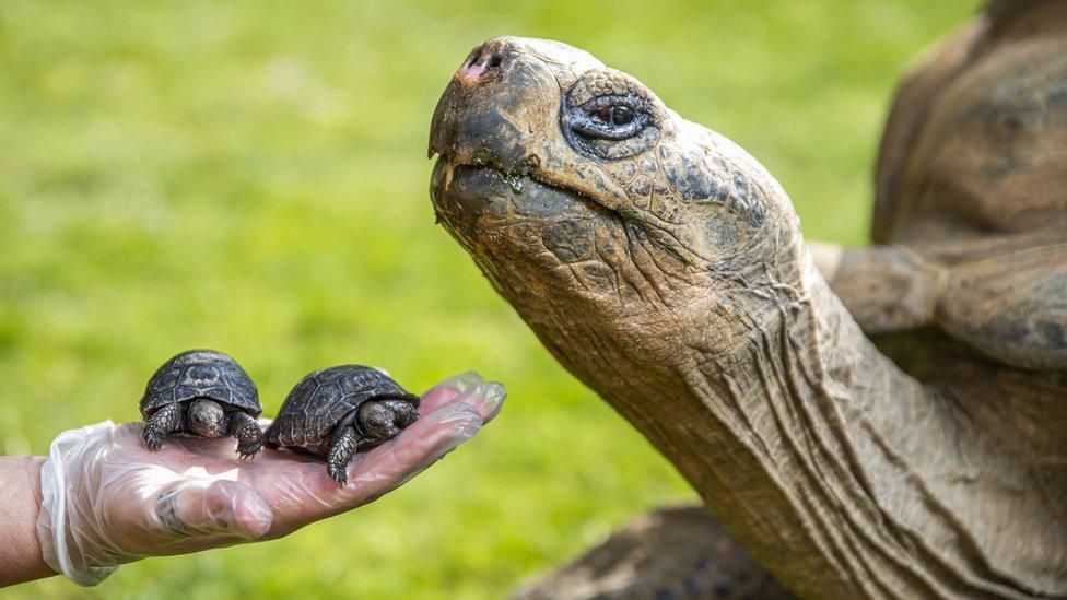 5 pets with the longest life spans