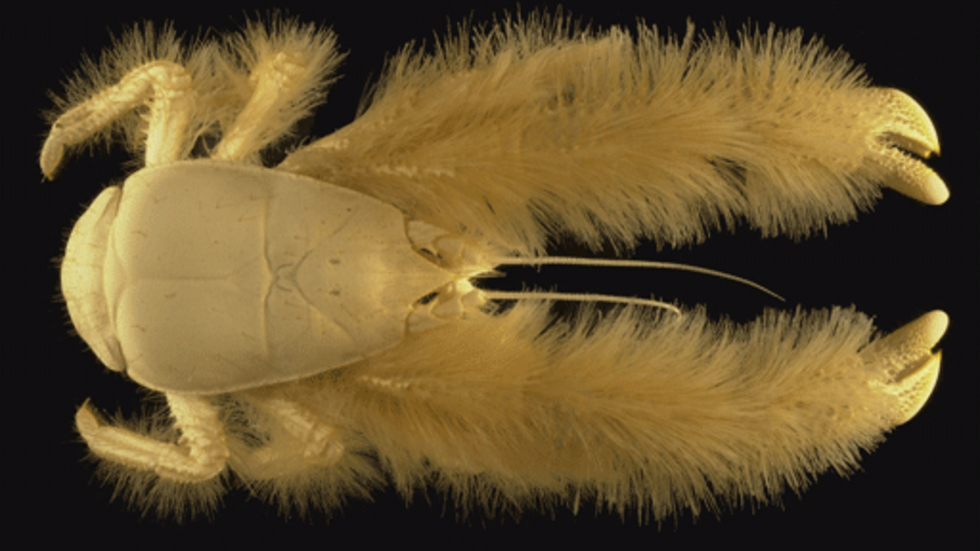 The Yeti Crab [What'sinaName?]