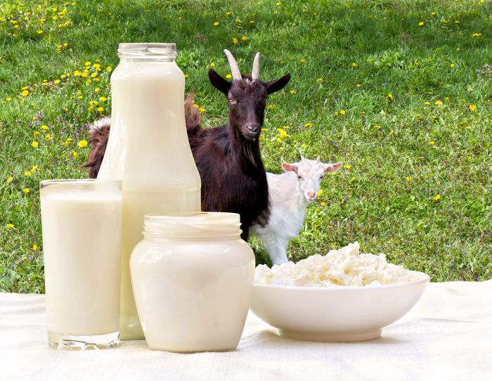 Goat milk or Cow milk: Which should you be drinking?