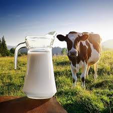 Goat milk or Cow milk: Which should you be drinking?