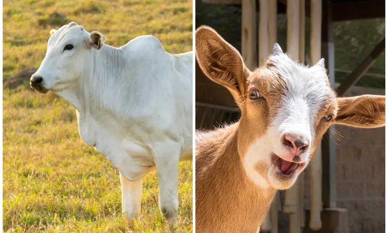 Goat milk or Cow milk: Which should you be drinking?