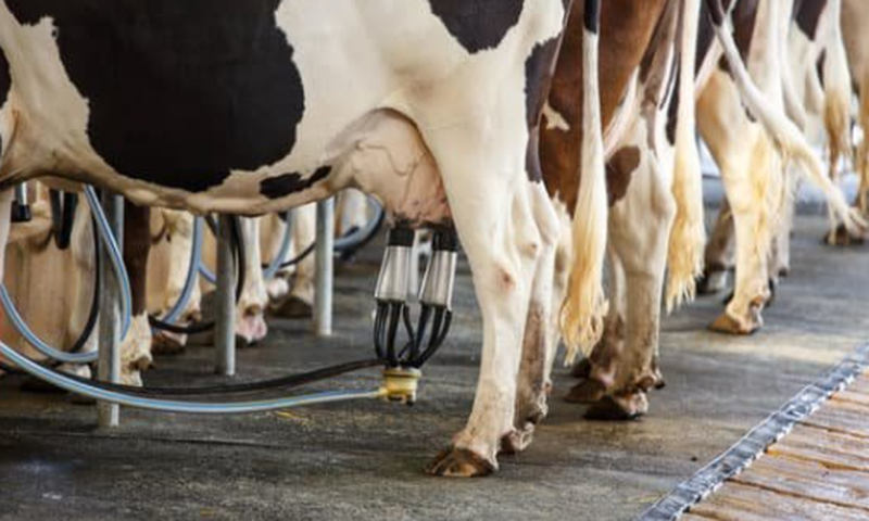 Indonesia to help Nigeria increase milk, meat production in next 5 years