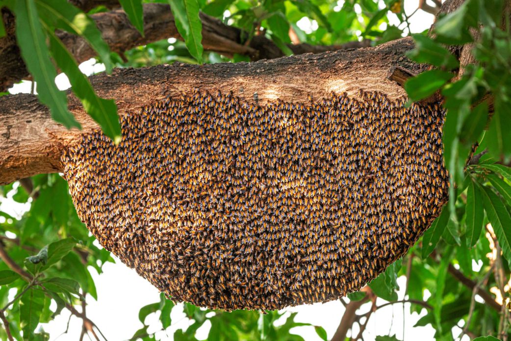 Kaffrine : une attaque d'abeille fait un mort, une septuagénaire tuée