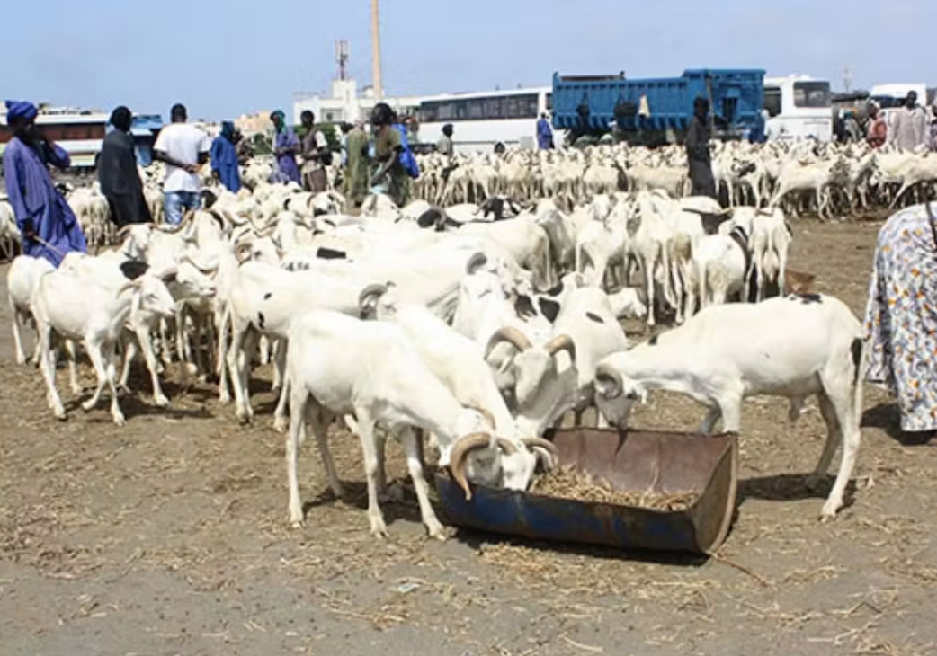 Tabaski 2025 : 851.000 moutons approvisionnés sur le marché