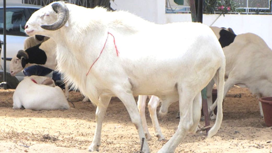 Tabaski 2025 : 851.000 moutons approvisionnés sur le marché