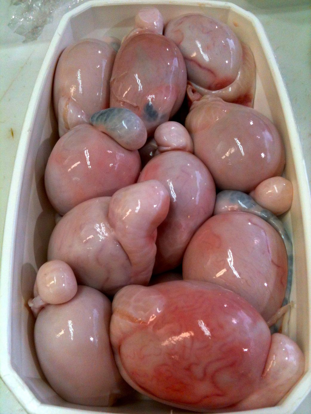Tabaski : les bienfaits des testicules d'agneau