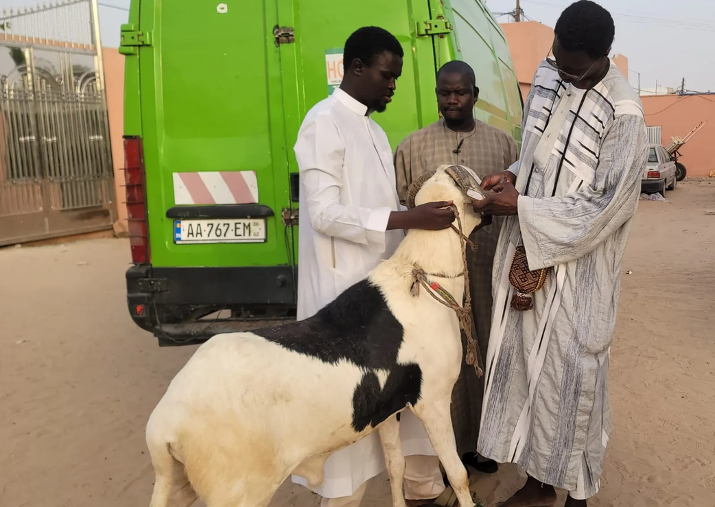 Ousmane Sonko offre un mouton à Serigne Mountakha et à Serigne Bass....