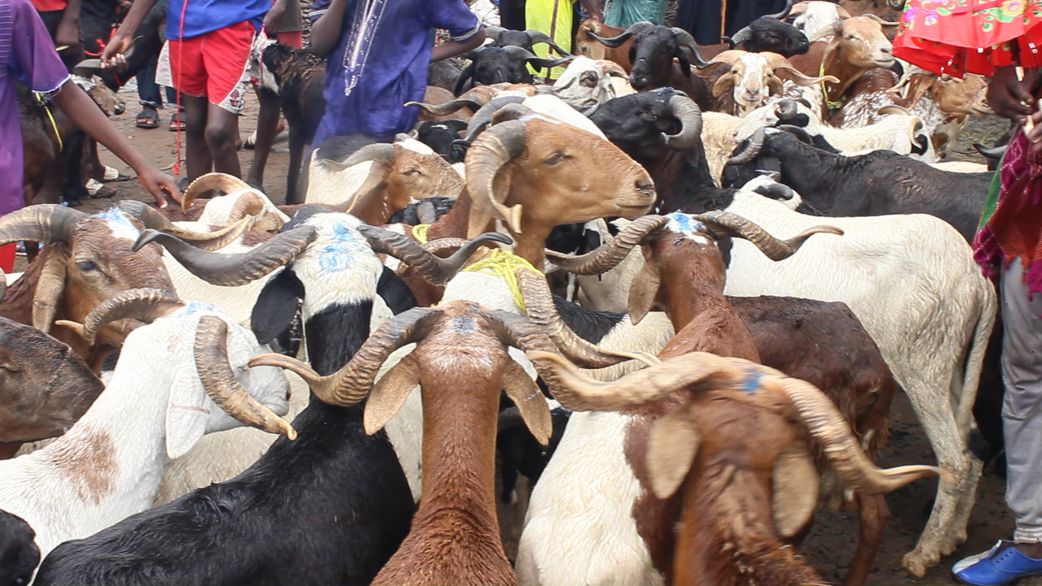 Tabaski à Rufisque : un vendeur de moutons se fait chiper 25 millions FCFA en pleine prière
