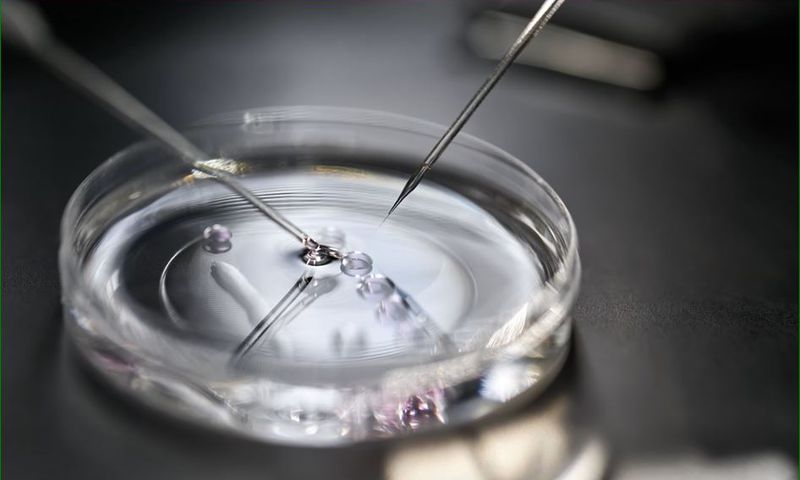 The IVF process is a form of assisted reproductive technology (ART) where an egg is fertilised outside the body, typically in a laboratory.