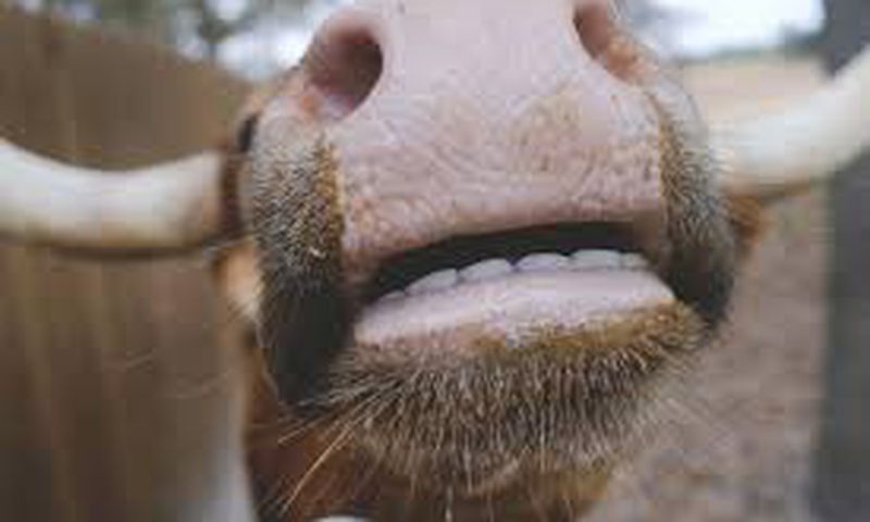 One major reason animals do not need to brush their teeth is their diet