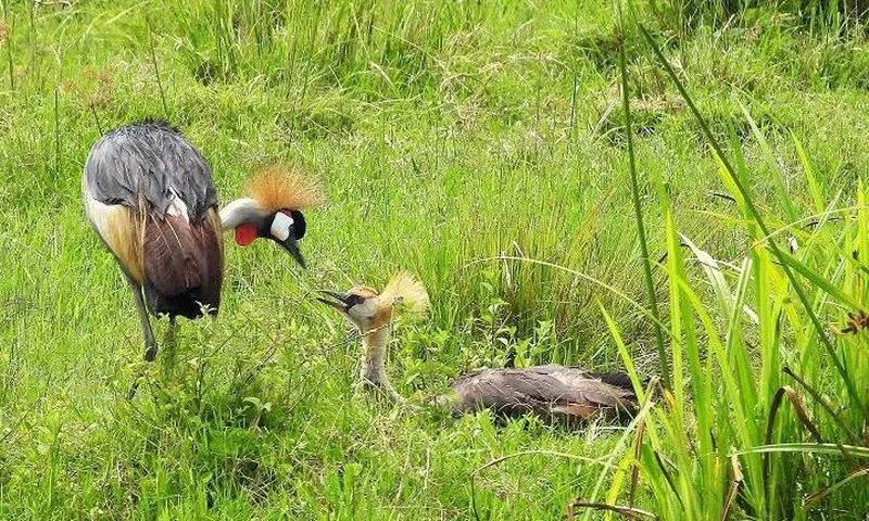 The birds’ habitat is also under threat due to expanding agriculture, particularly in wetlands, where the cranes breed and feed. Image credit: BBC.com