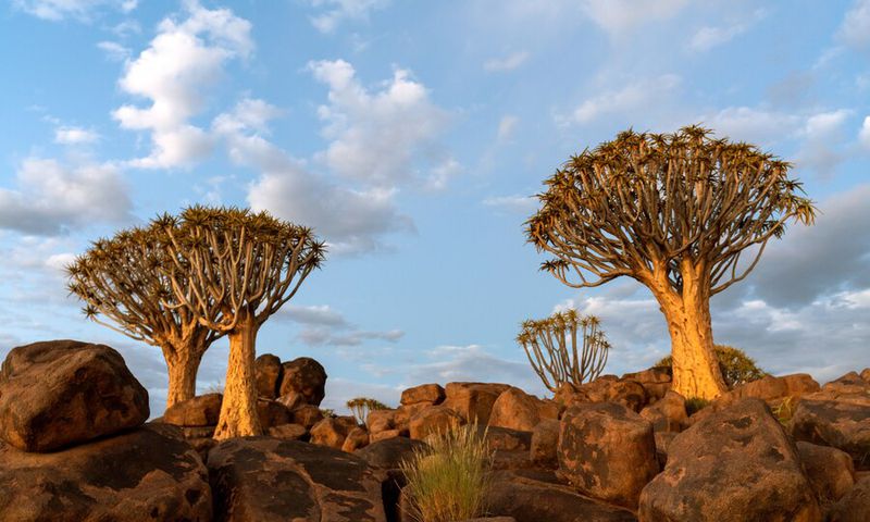 The Dragon Blood Tree gets its name from the thick, red sap that oozes out when the bark is cut