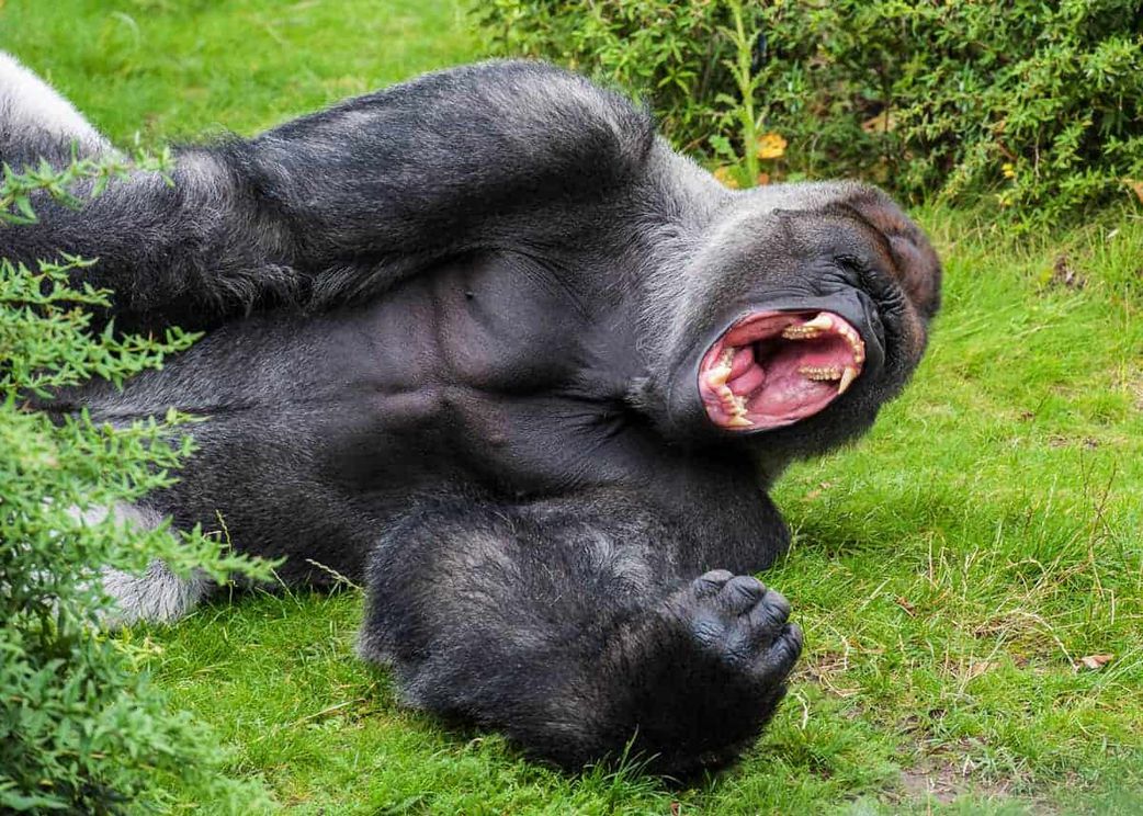 Gorilla