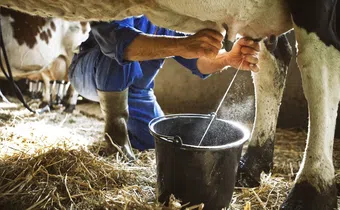 Myths surrounding raw milk claim it can cure lactose intolerance, allergies, and gut health, but evidence reveals these claims are untrue.