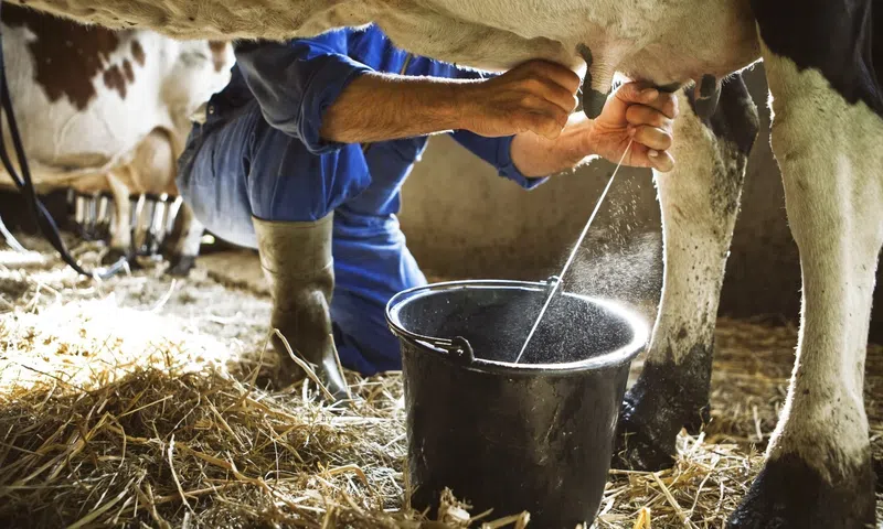 Myths surrounding raw milk claim it can cure lactose intolerance, allergies, and gut health, but evidence reveals these claims are untrue.