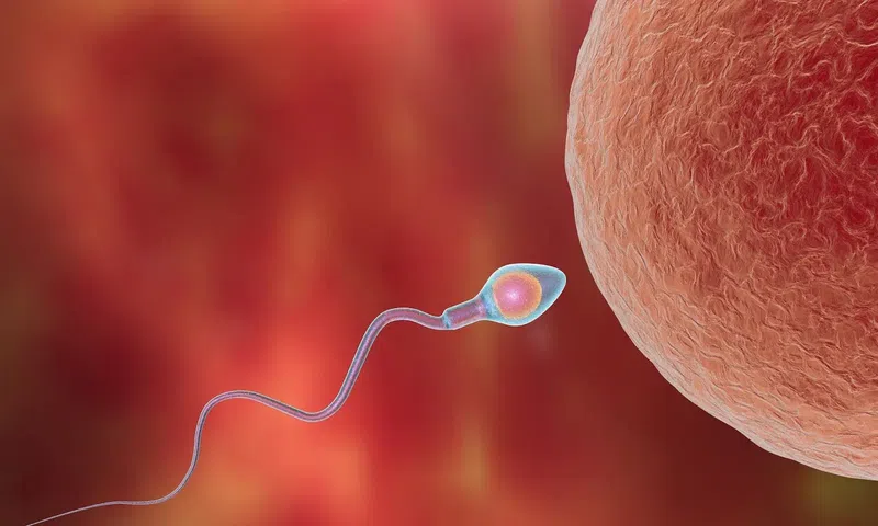 Unfortunately, male fertility is surrounded by myths that can create confusion and unnecessary stress.