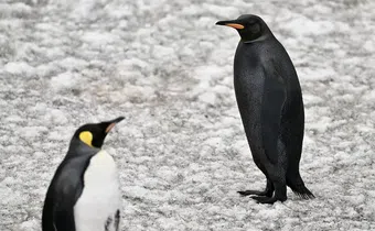 All-black penguin