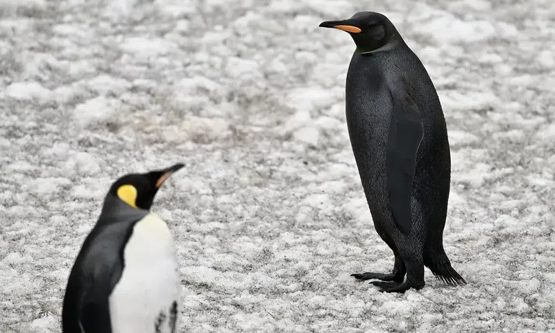 All-black penguin