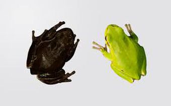 Decades later, eastern tree frogs living near the site have developed black skin, a mutation linked to high radiation exposure immediately after the meltdown.