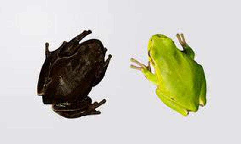 Decades later, eastern tree frogs living near the site have developed black skin, a mutation linked to high radiation exposure immediately after the meltdown.