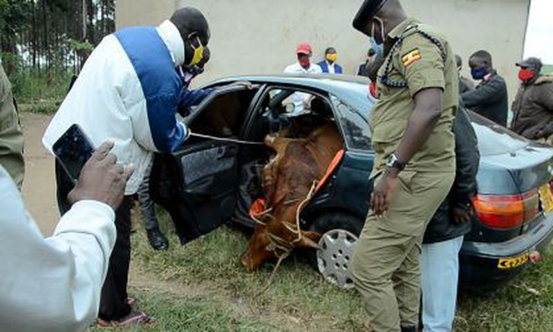 Livestock theft is on the rise during the festive season