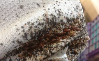 Bedbugs