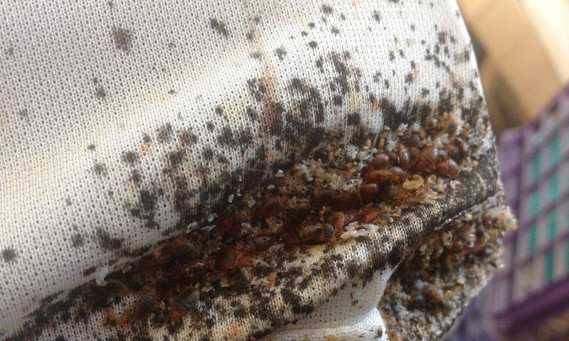 Bedbugs