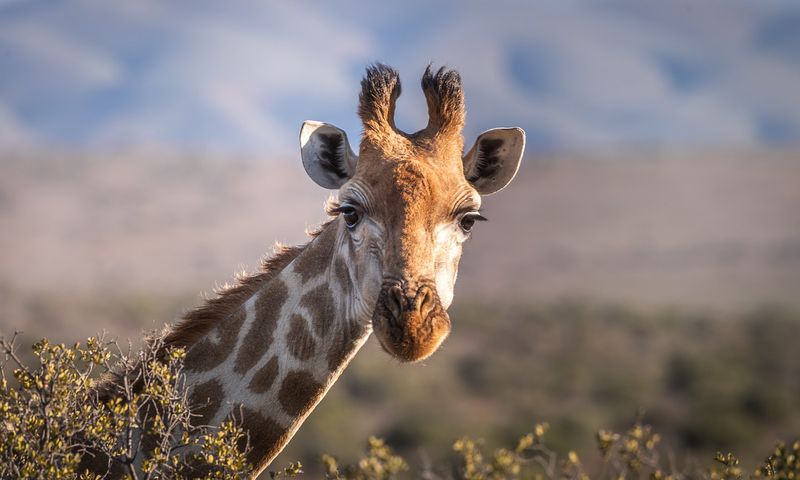 A file image of a giraffe