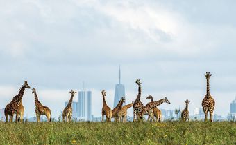 Giraffes at the Nairobi National Park