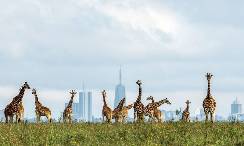 Giraffes at the Nairobi National Park