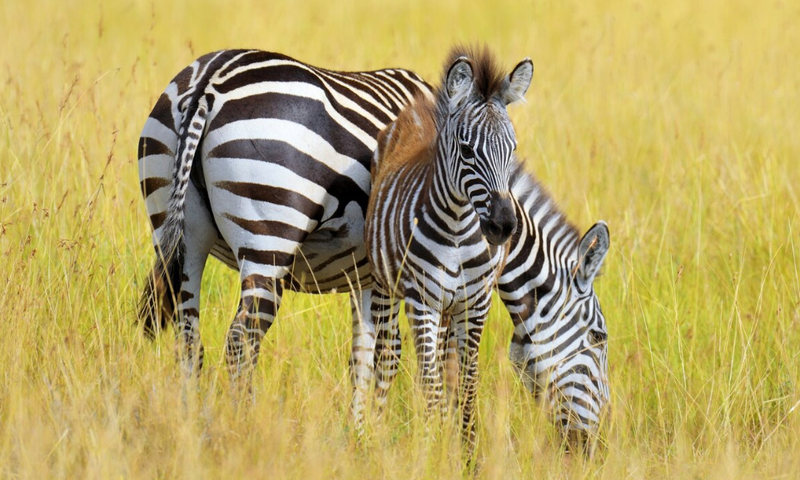 Zebras