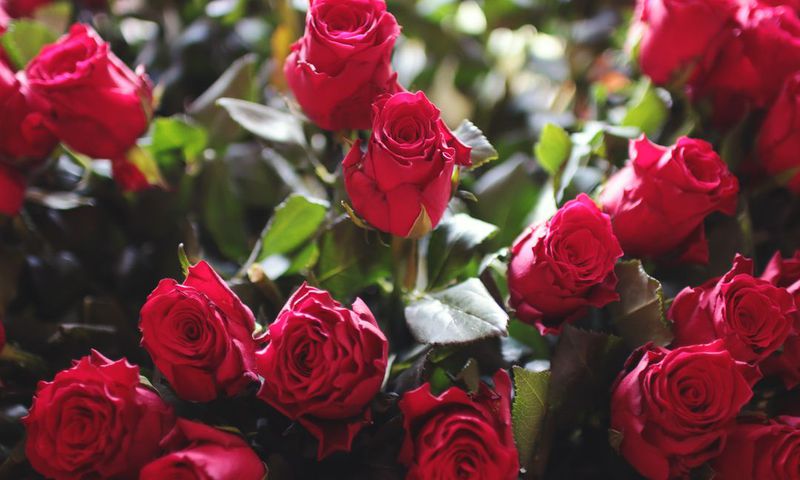 Freshly cut Kenyan roses