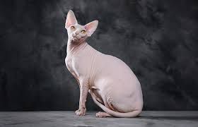 Sphynx cat