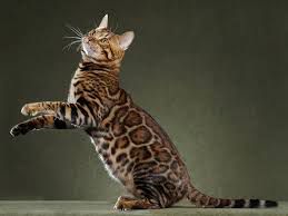 Bengal cat