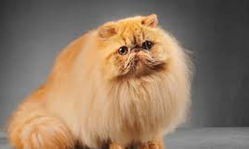 Persian cat