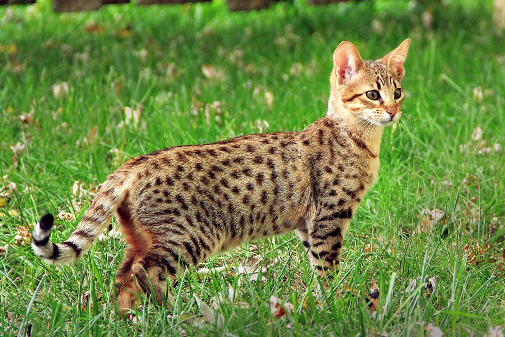 Savannah cat breed
