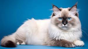 Ragdoll cat