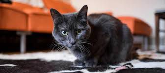 Russian Blue cat