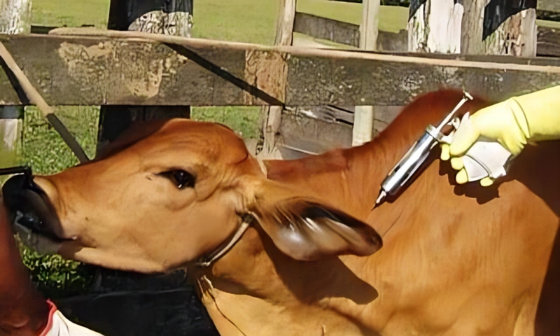 A cow being vaccinated