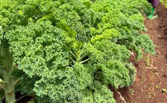 Sukuma matumbo